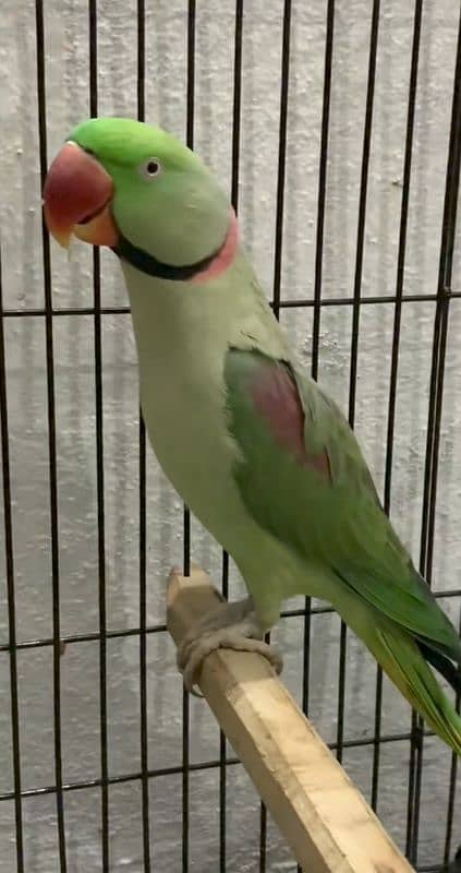 raw parrot for sale Only WhatsApp number03260536967 0