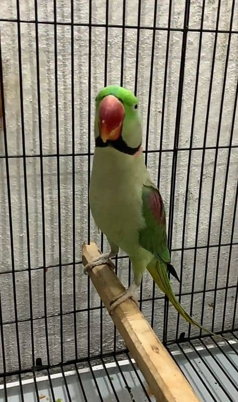 raw parrot for sale Only WhatsApp number03260536967 1