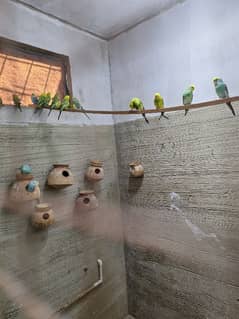 australian parrot for sale colony for sale