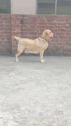 Labrador breeder female