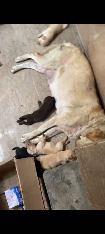 Labrador breeder female 1