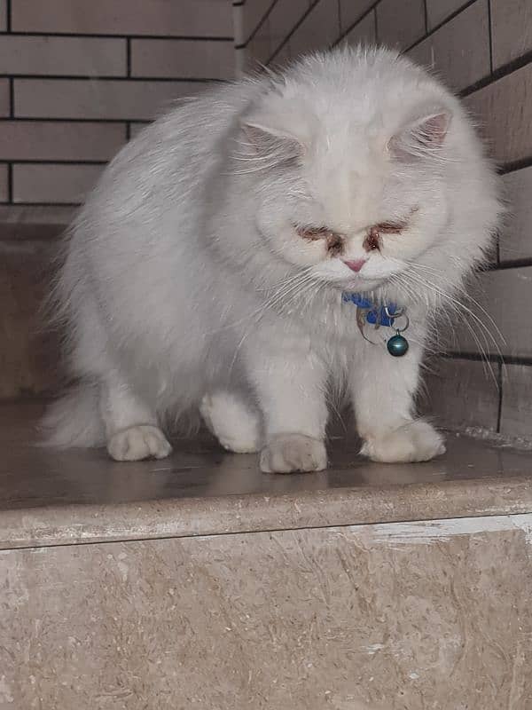 cats for sale Persian 3