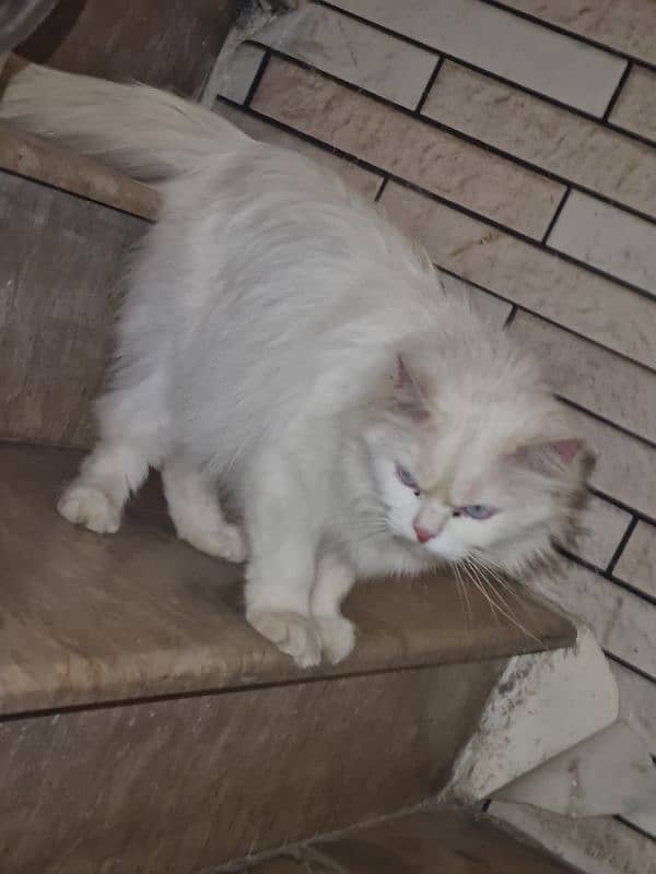 cats for sale Persian 5