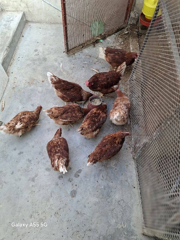 10 pcs Female lohman brown for sale. Egg dropping started 0