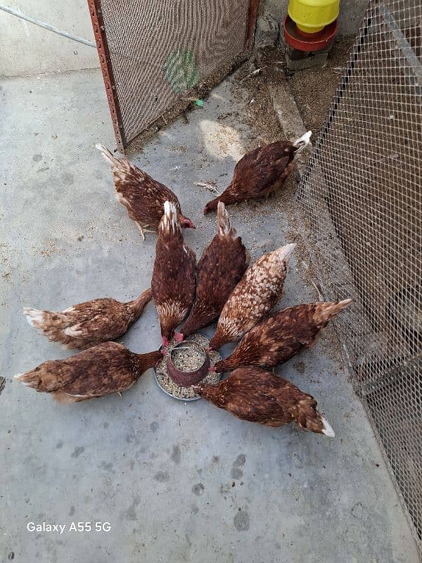 10 pcs Female lohman brown for sale. Egg dropping started 1