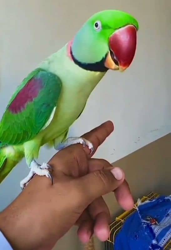 raw parrot for sale call My watsap 03354066164 1