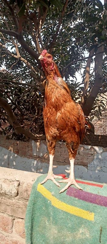 King Size Sindhi Aseal Murgha Rooster 4