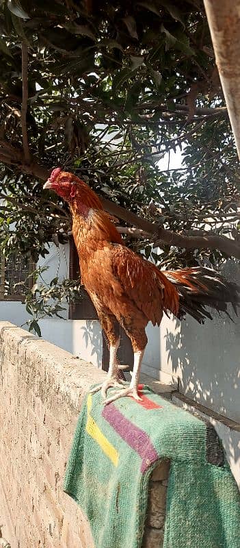 King Size Sindhi Aseal Murgha Rooster 0