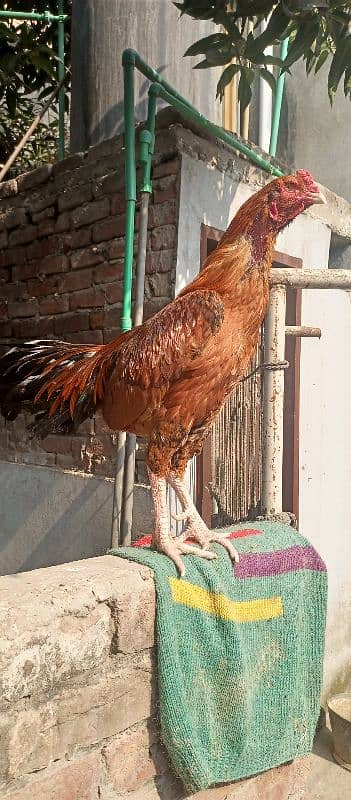 King Size Sindhi Aseal Murgha Rooster 1