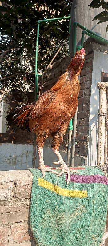 King Size Sindhi Aseal Murgha Rooster 2