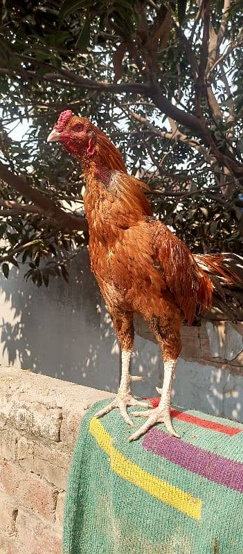 King Size Sindhi Aseal Murgha Rooster 3