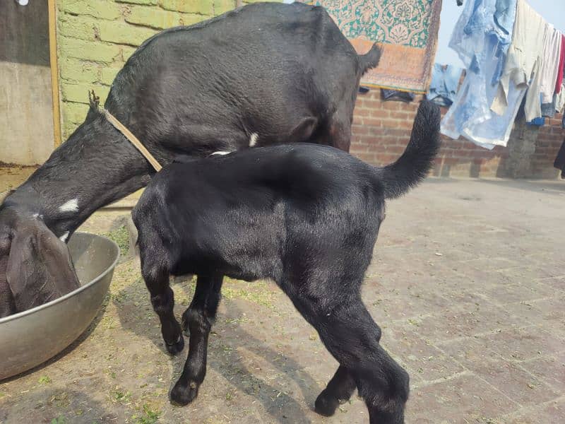 goat desi 2