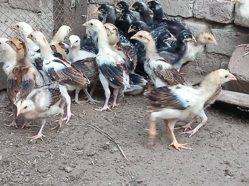 Chicks |Golden | Misri | Broiler | Desi | fertile egg | andy | Choza 1