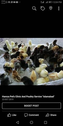 Chicks |Golden | Misri | Broiler | lohman brown| Australorp| RIR