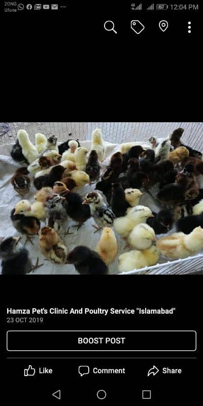 Chicks |Golden | Misri | Broiler | Desi | fertile egg | andy | Choza 4