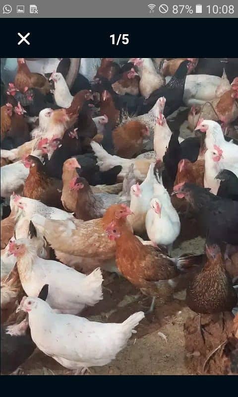 Chicks |Golden | Misri | Broiler | Desi | fertile egg | andy | Choza 6