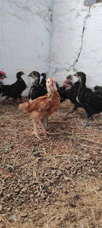 Chicks |Golden | Misri | Broiler | Desi | fertile egg | andy | Choza 8