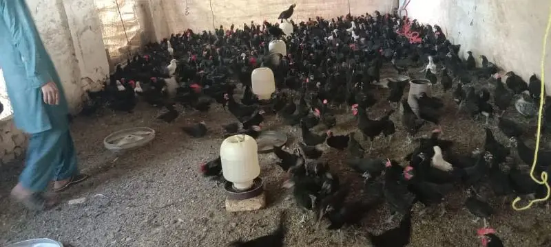 Golden | Misri | Broiler | lohman brown| Australorp| RIR — photo 3