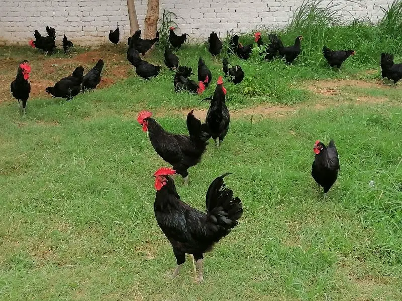 Golden | Misri | Broiler | lohman brown| Australorp| RIR — photo 4