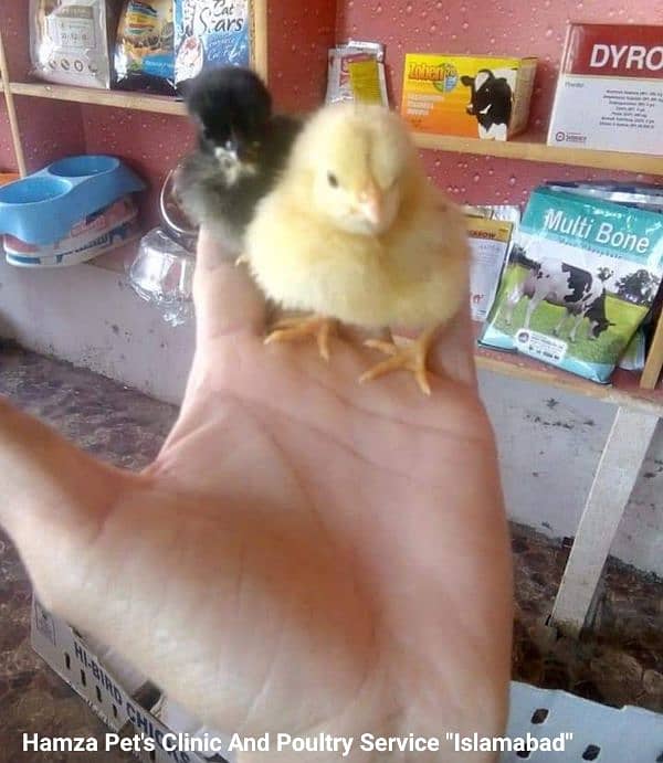 Chicks |Golden | Misri | Broiler | Desi | fertile egg | andy | Choza 11