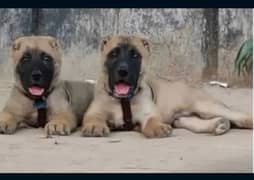 Kangal bacche pair 2 month for sale double haddi heavy bone