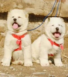 Alabai dog | King Alabai pair | security dog for sale | Alabai Breed