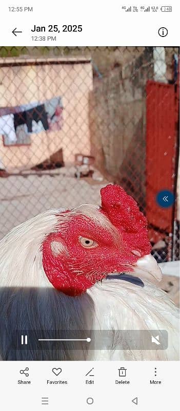 white aseel murga for sale 5