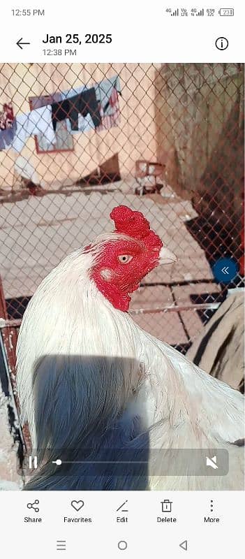 white aseel murga for sale 6