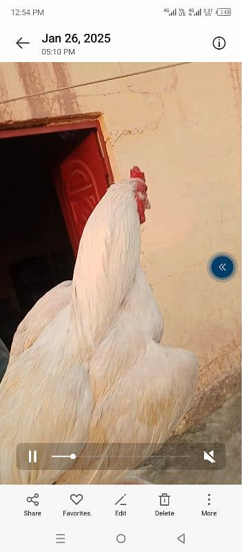 white aseel murga for sale 9