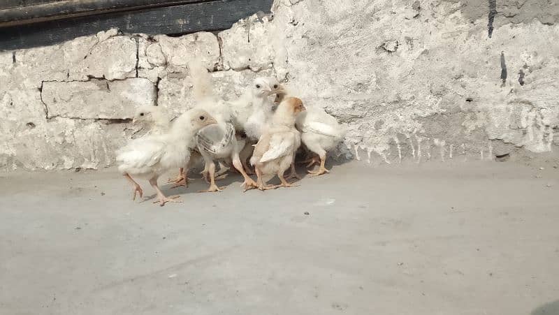 aseel chicks & eggs Available 1