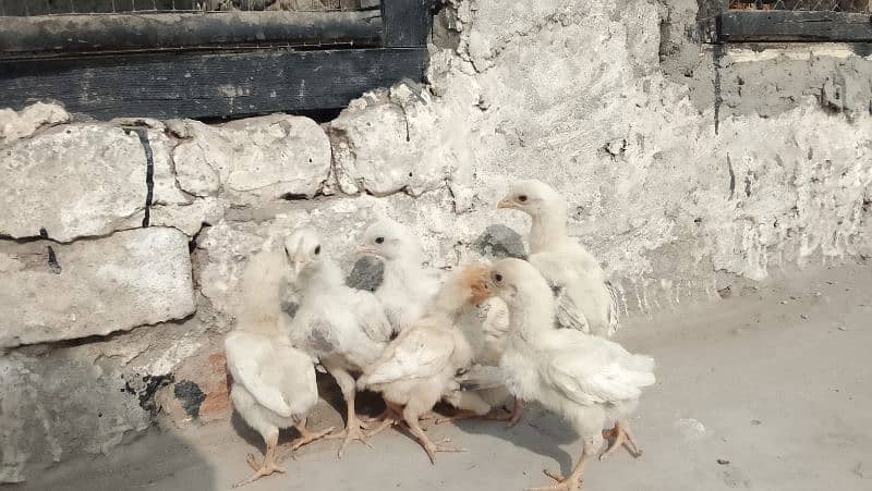 aseel chicks & eggs Available 2