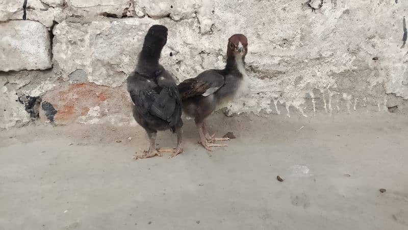 aseel chicks & eggs Available 7