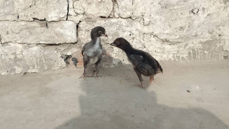 aseel chicks & eggs Available 9