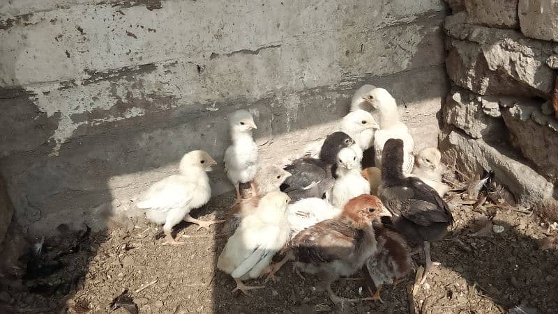 aseel chicks & eggs Available 10