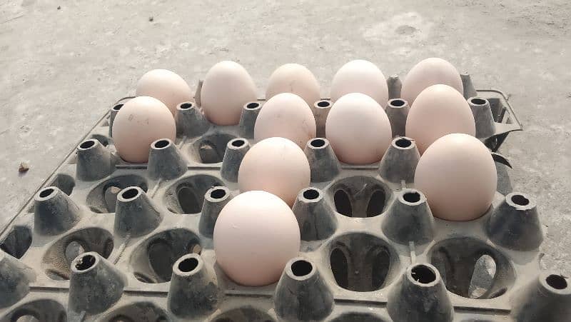 aseel chicks & eggs Available 12