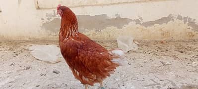 Egg laying Hens for Sale 2 pec