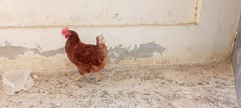 Egg laying Hens for Sale 2 pec 1