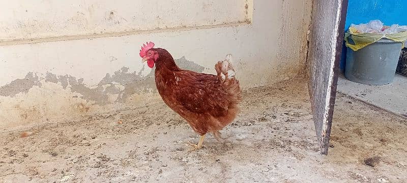 Egg laying Hens for Sale 2 pec 2