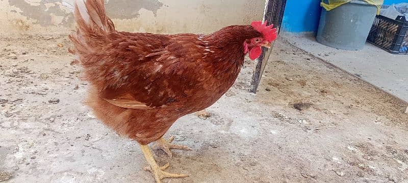 Egg laying Hens for Sale 2 pec 3