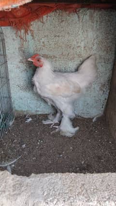 WHITE BUFF PULLETS PAIR