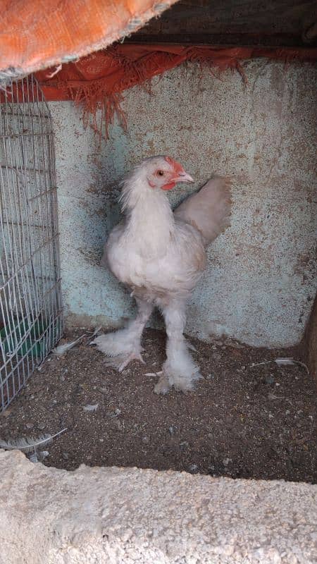 WHITE BUFF PULLETS PAIR 1