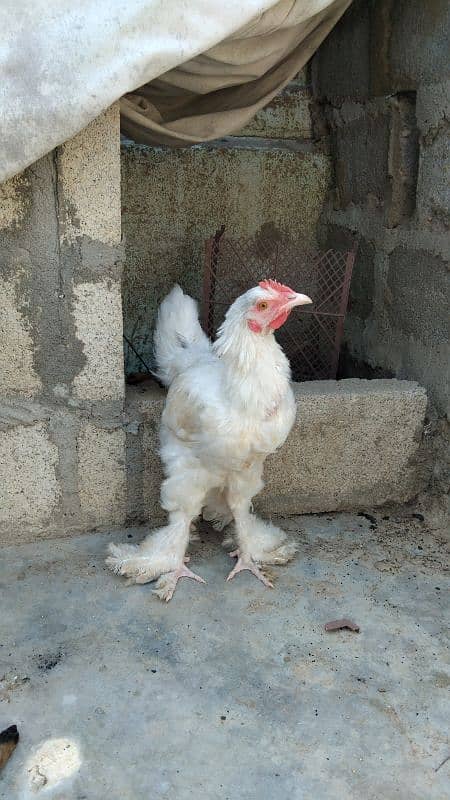 WHITE BUFF PULLETS PAIR 2