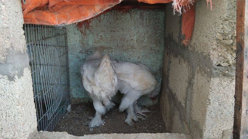 WHITE BUFF PULLETS PAIR 3