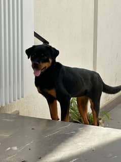 Rottweiler for sale