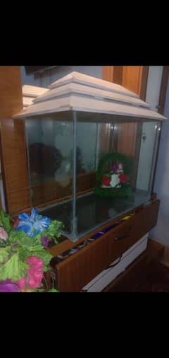 fish Aquarium