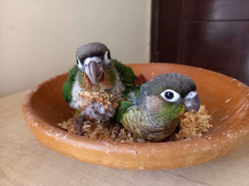 Red factor conure babies/chicks parrots 0