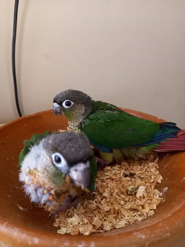 Red factor conure babies/chicks parrots 2