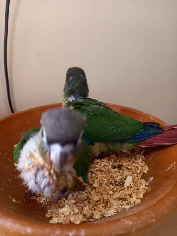 Red factor conure babies/chicks parrots 3