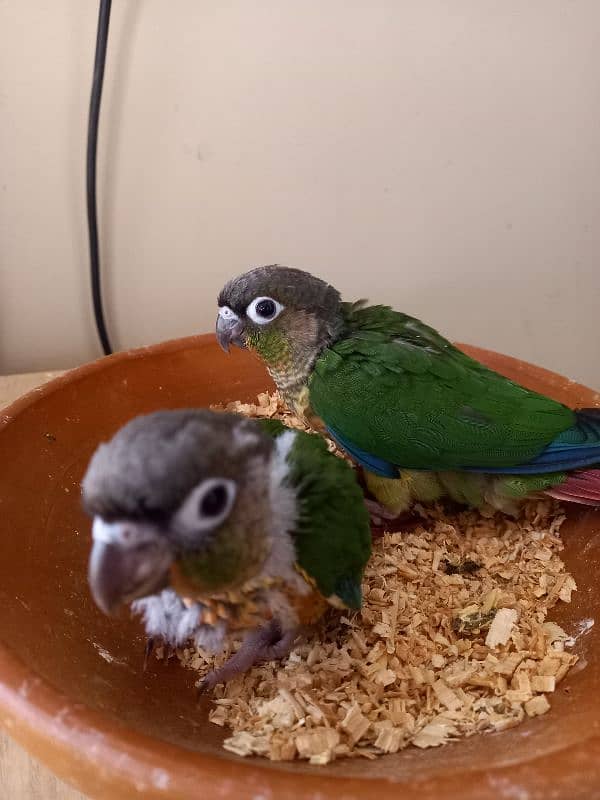 Red factor conure babies/chicks parrots 4