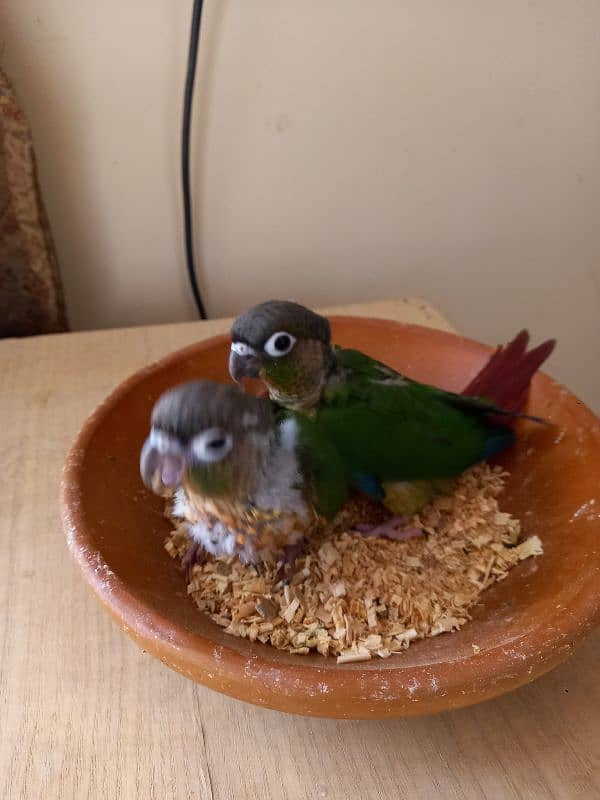 Red factor conure babies/chicks parrots 5